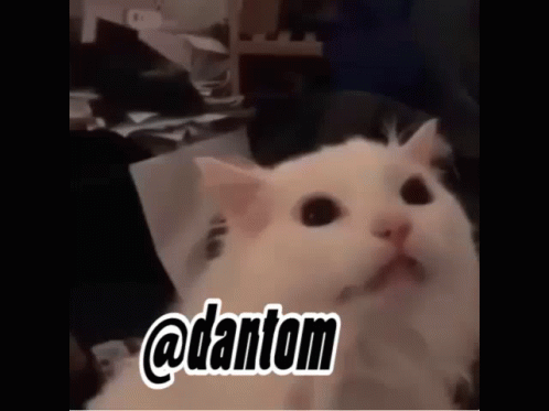 Dantom Cat GIF - Dantom Cat GIFs