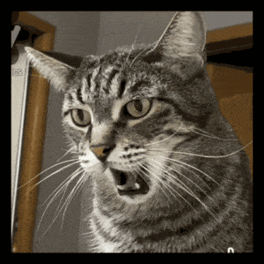 a close up of a cat 's face in front of a sign that says ics