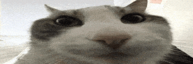 a close up of a cat 's face looking at the camera with a surprised look on its face .