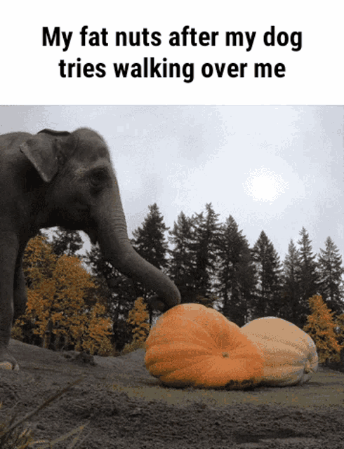 an elephant eating a pumpkin with the caption " my fat nuts after my dog tries walking over me " on the bottom