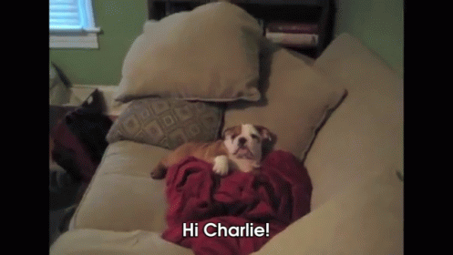 Wave To The People At Home! GIF - Dog Lazy Wave GIFs