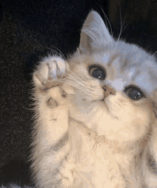 a close up of a cat 's face and paw