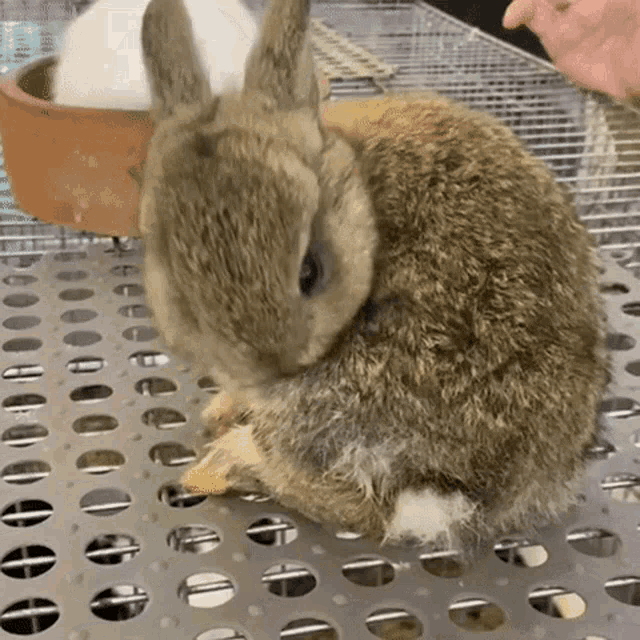 a small brown rabbit is sitting on a metal cage with holes in it