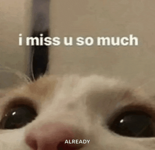a close up of a cat 's face with the words `` i miss u so much '' written over it .