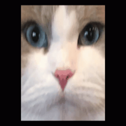 Wingus Cat GIF - Wingus Cat Funny GIFs