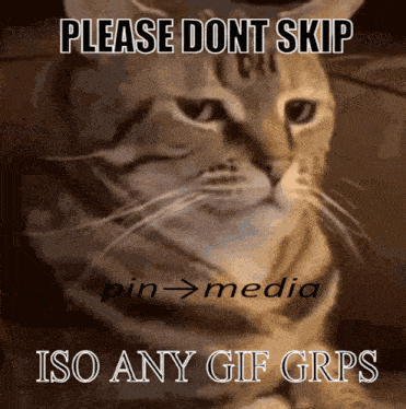 Iso Cat GIF - Iso Cat GIFs