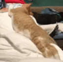 Cats Sleeping GIF - Cats Sleeping Fall Down GIFs