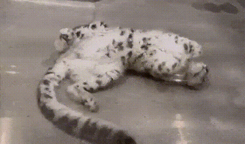 a black and white painting of a snow leopard laying on its back