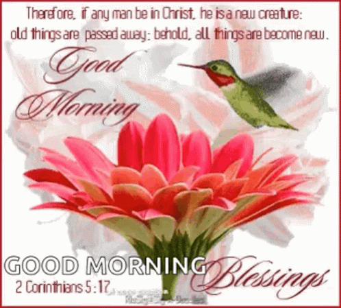 Good Morning Blessings GIF - Good Morning Blessings Hummingbird GIFs