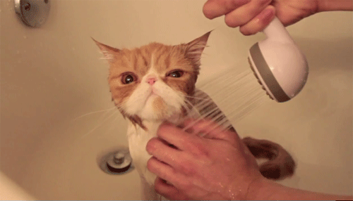 Cats GIF - Cat Shower Wetlook GIFs
