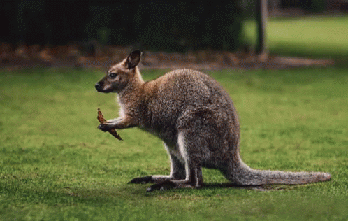 Kangaroo Joey GIF - Kangaroo Joey Baby GIFs