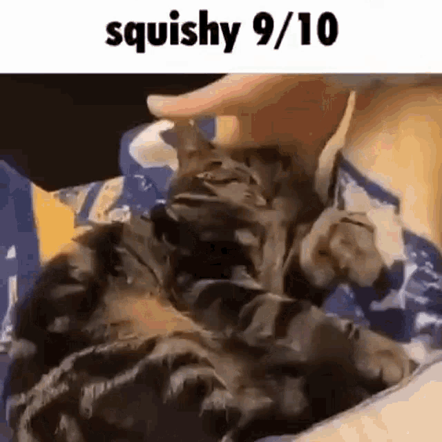 Squish Cat GIF - Squish Cat Squisht GIFs