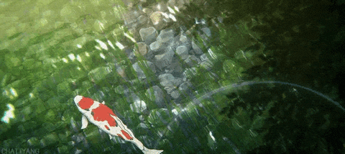 a red and white koi fish is swimming in a pond surrounded by rocks .