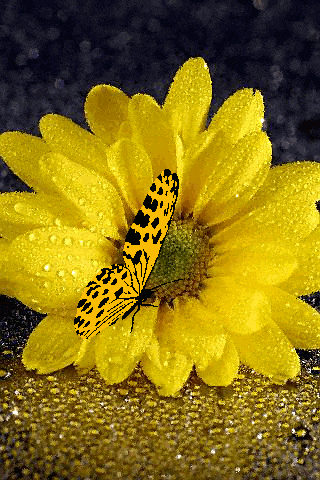 a butterfly is sitting on a yellow flower with water drops on it