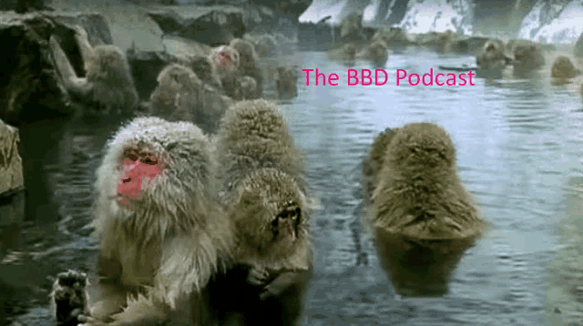 a group of monkeys are swimming in a pool with the bbc podcast written in red