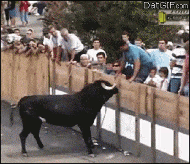 a bull is standing behind a wooden fence with a crowd of people behind it and the website datgif.com is visible