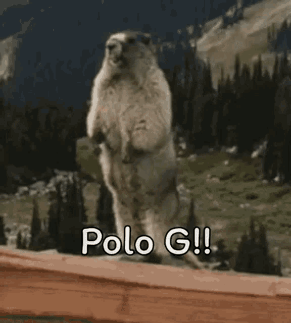 a groundhog standing on its hind legs on top of a wooden railing .