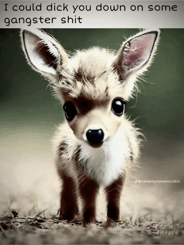 a picture of a small deer with a caption that says i could dick you down on some gangster shit