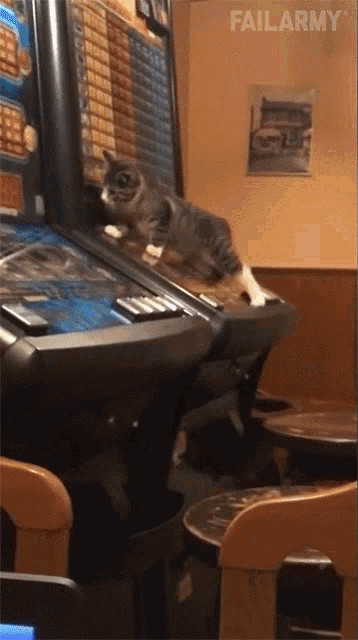 a cat sits on a slot machine with failarmy written on the bottom