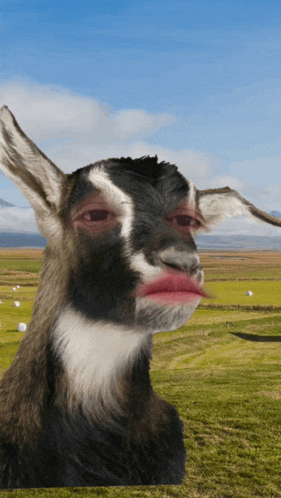 a goat with a red lip looks at the camera