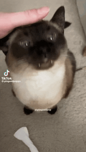 a tik tok video of a cat being petted