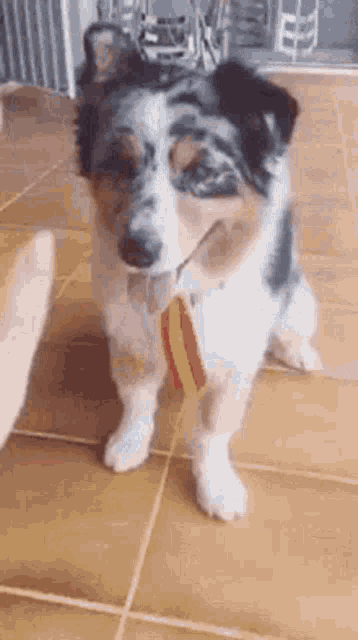 a dog wearing a red , white and blue tie is sitting on the floor .