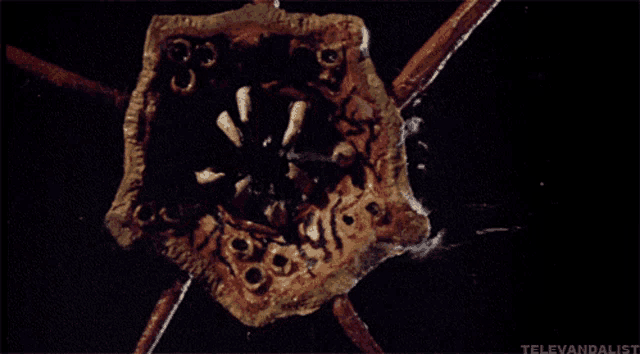 a close up of a spider with the words televandalist written below it
