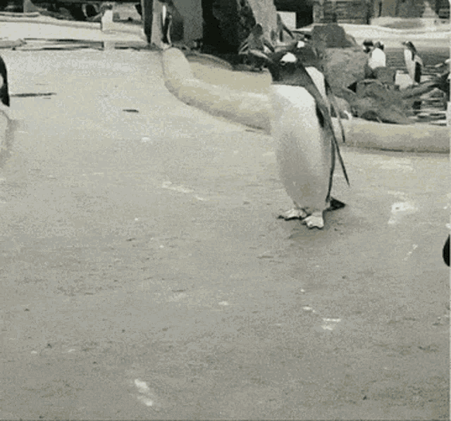 a penguin is standing on a concrete surface