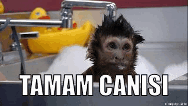 a monkey is taking a bath in a sink with a rubber duck in the background .