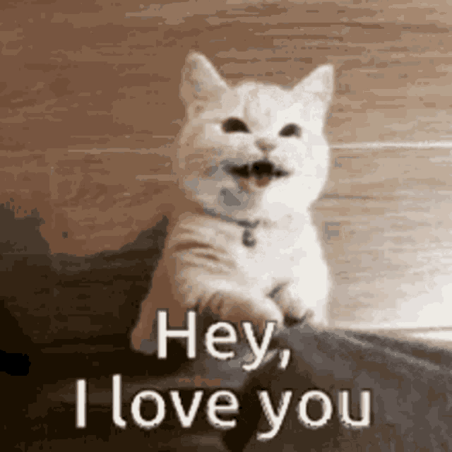 a white cat is saying `` hey , i love you '' while sitting on a bed .