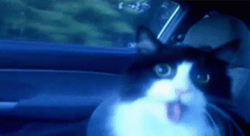 Post This Cat GIF - Post This Cat GIFs