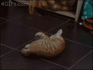 Cat Vs Potato GIF - Cat Play Potato GIFs