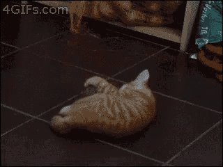 a kitten is crawling on a tiled floor with a 4gifs.com watermark