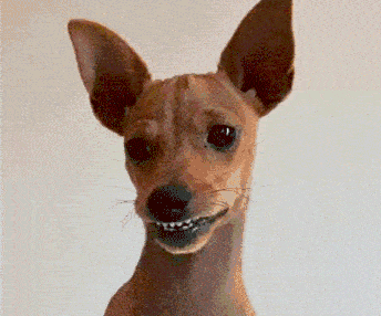 Paçoca Dog GIF - Paçoca Dog Laser GIFs
