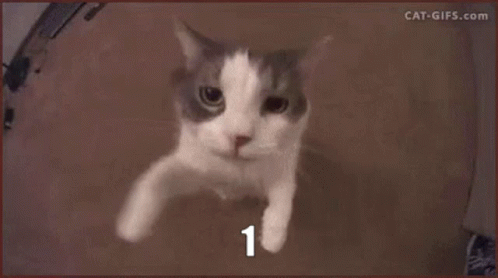 Cat Counting GIF - Cat Counting Numbers GIFs