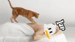 an orange cat is holding a white towel over its head .
