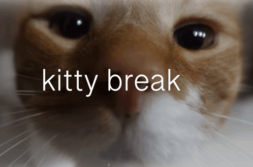 Kitty Break GIF - Kitty Break Kitty break - Discover & Share GIFs