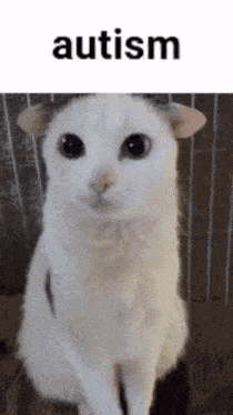 a white cat with black ears is sitting in a cage with the word autism above it .