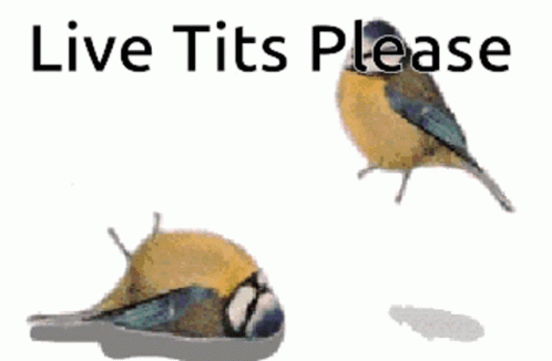 Live Tits Birds GIF - Live Tits Birds Bounce GIFs