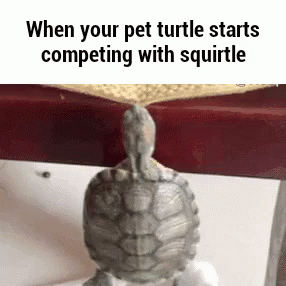 Competition Turtle GIF - Competition Turtle Pet GIFs