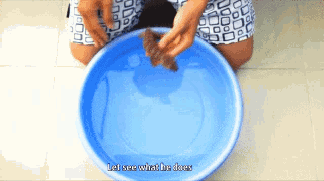 a blue bowl of water with the words let see what he does written on it