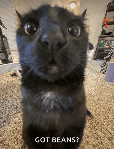 a black cat is looking up at the camera with the caption got beans