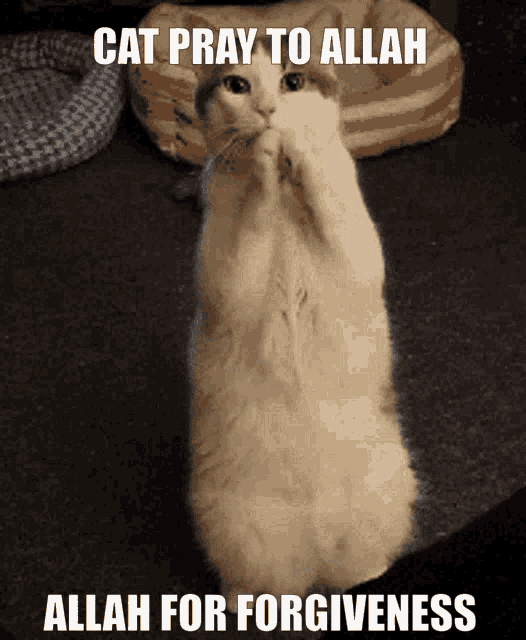 a cat prays to allah for forgiveness in a meme