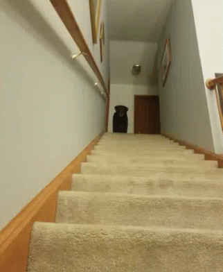 Dogs Stairs GIF - Dogs Stairs GIFs