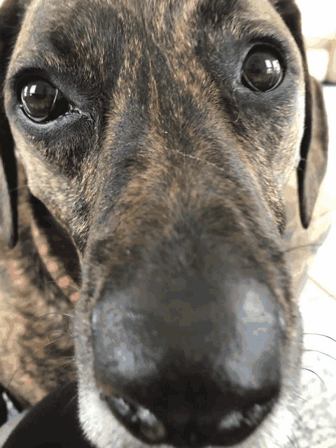 a close up of a dog 's nose with a pink collar