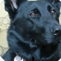 Freya Dog GIF - Freya Dog Blix GIFs