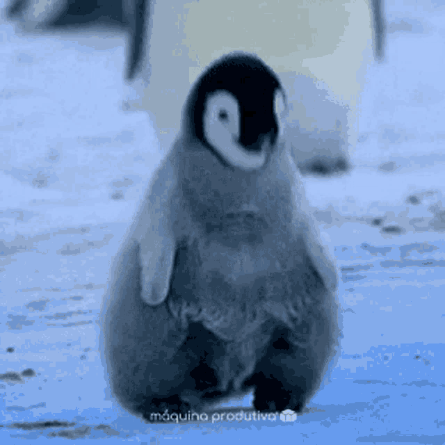 a baby penguin is standing in the snow and looking at the camera ..