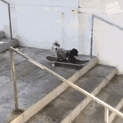 Skateboarding Dog Dog Trick GIF - Skateboarding Dog Dog Trick Animal Tricks GIFs