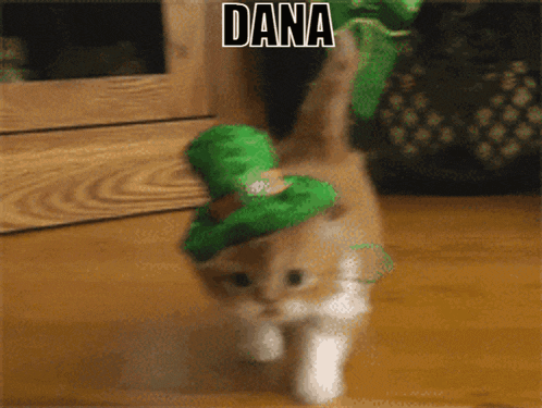 Dana Danairish GIF - Dana Danairish Dana Irish GIFs