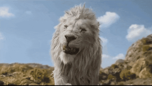 a white lion with its mouth open is standing in a field